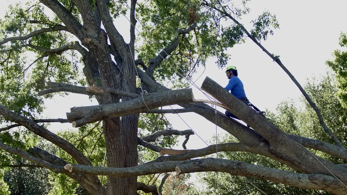 Professional Crown Thinning performed by certified arborists in Martelle