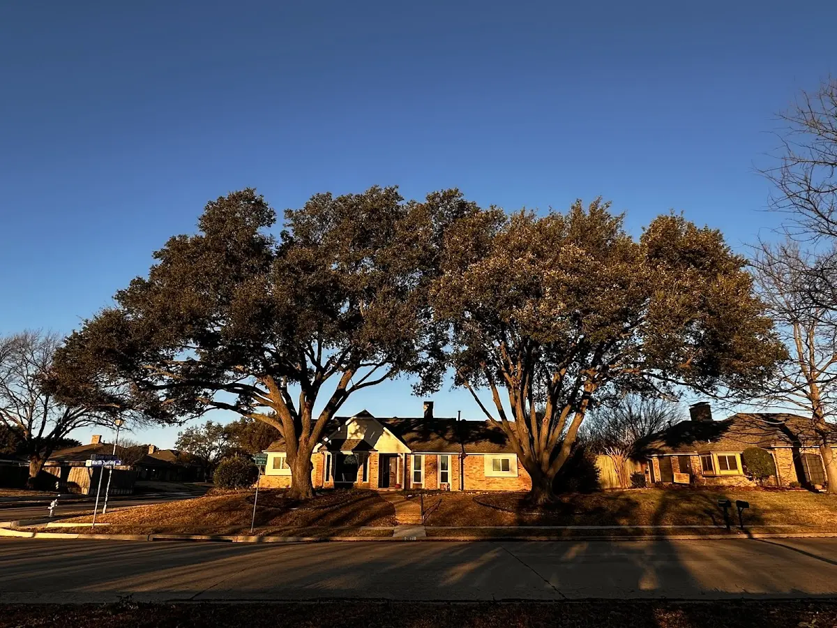 Established residential canopy tree shading a home in Martelle